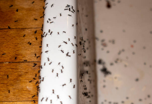 Insect Control in Tanaina, AK